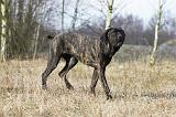 CANE CORSO 796